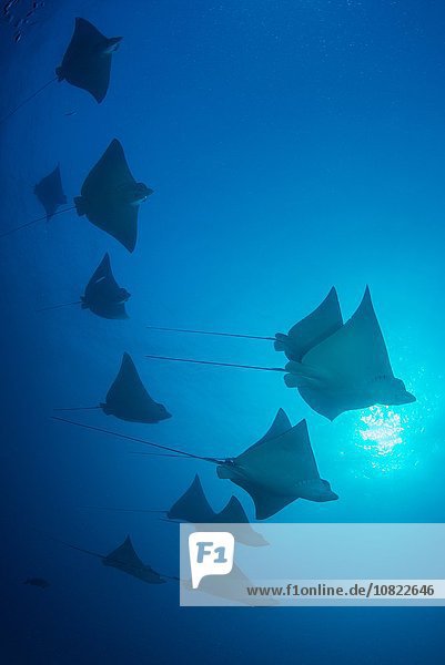 Underwater low angle view of school of spotted eagle rays (Aetobatus narinari)  Cancun  Mexico