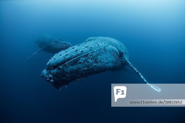 Unterwasseransicht des Buckelwals  Revillagigedo Inseln  Colima  Mexiko
