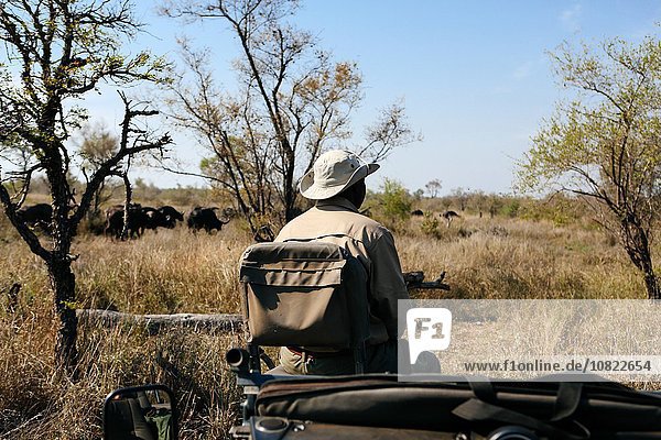 Tracker in bush on safari  buffalo in background  Kruger National Park  South Africa