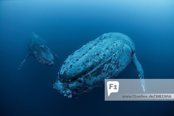 Unterwasseransicht von Buckelwalen  Revillagigedo Inseln  Colima  Mexiko