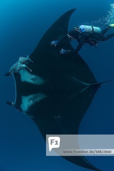 Unterwasseransicht eines Tauchers  der den riesigen pazifischen Mantarochen berührt  Revillagigedo Inseln  Colima  Mexiko