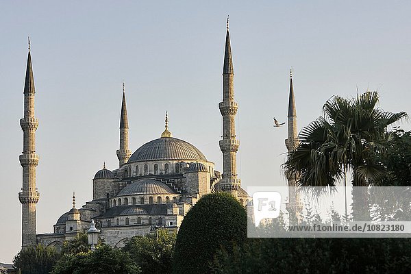 Kuppel und Minarette der Sultan Ahmed Moschee  Istanbul  Türkei