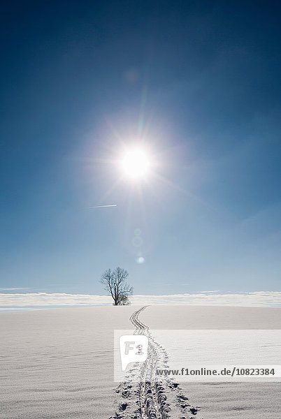 Fußspuren in schneebedeckter Sonnenlandschaft  Berg  Bayern  Deutschland