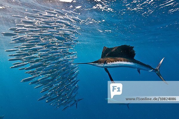 Atlantischer Segelfisch (Istiophorus albicans)  der einen Sardinenköder angreift  in der Hoffnung  einen mit seinem gezackten Schnabel anzugreifen  Isla Mujeres  Mexico
