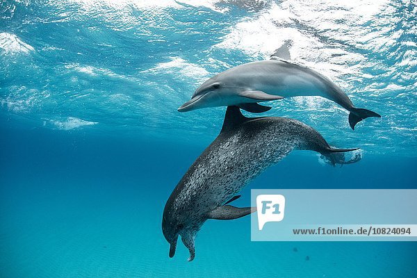 Atlantic spotted dolphin (Stenella frontalis)  swimming underwater  close-up  Bahamas