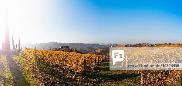 Reihen goldener Herbstweinberge bei Sonnenaufgang  Langhe  Piemont  Italien