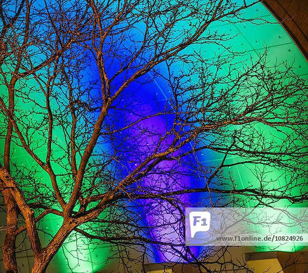 Detail eines kahlen Baumes vor einem grün und blau beleuchteten Gebäude bei Nacht,  Tacoma,  Washington,  USA