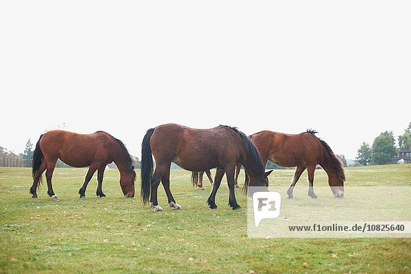 Kleine Gruppe von braunen Pferden auf der Weide