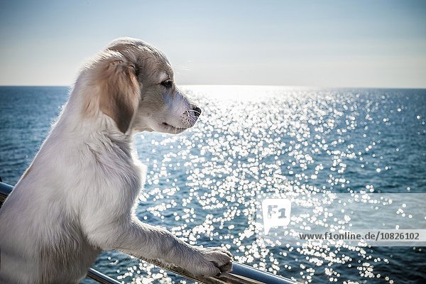 Seitenansicht des Hundes  der sich gegen das Geländer lehnt und auf den Ozean blickt.