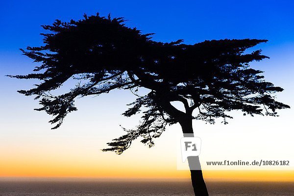 Baumsilhouette bei Sonnenuntergang  Lands End  San Francisco  Kalifornien  USA