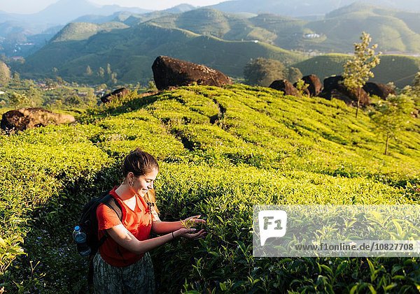 Junge Frau betrachtet Teepflanzen in Teeplantagen bei Munnar  Kerala  Indien