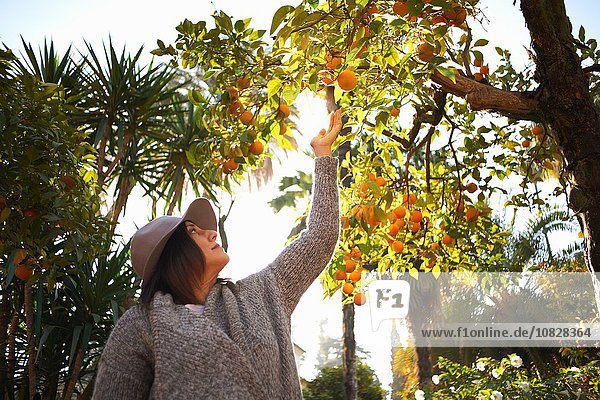 Reife Frau  die nach Orange am Baum greift  Sevilla Spanien