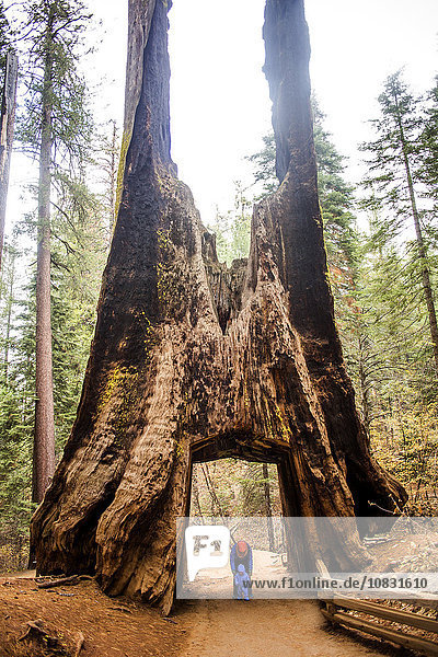 Kaukasische Mutter und Tochter unter einem alten Baum im Yosemite National Park  Kalifornien  Vereinigte Staaten