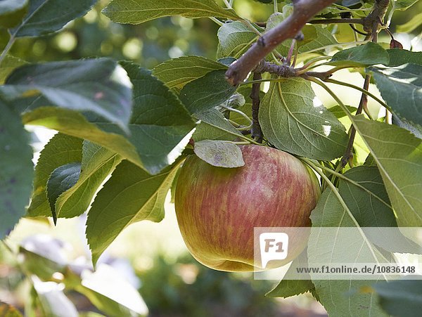 Apfel am Baum (Close Up)