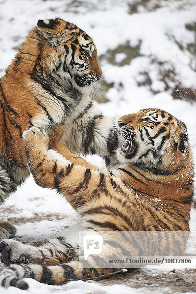 Zwei sibirischer Tiger  Panthera tigris altaica  Deutschland  Europa