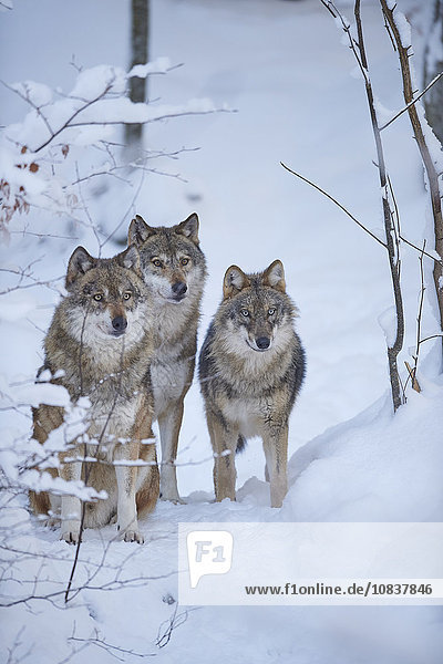 Eurasische Wölfe,  Canis lupus,  Nationalpark Bayerischer Wald,  Bayern,  Deutschland,  Europa