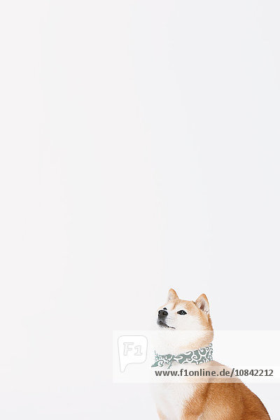 Shiba Inu