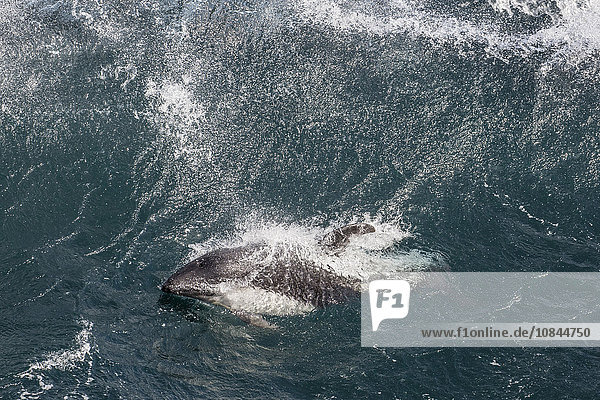 Ausgewachsener Peale-Delfin (Lagenorhynchus australis) in schwerer See nahe dem New Island Nature Reserve  Falklandinseln  Südamerika