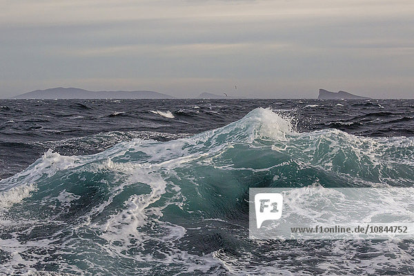Starke Winde und schwerer Seegang beim Anflug auf das New Island Nature Reserve  Falklandinseln  Südamerika