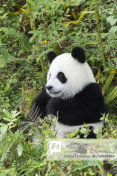 Zwei Jahre alter junger Riesenpanda (Ailuropoda melanoleuca)  China Conservation and Research Centre  Chengdu  Sichuan  China  Asien