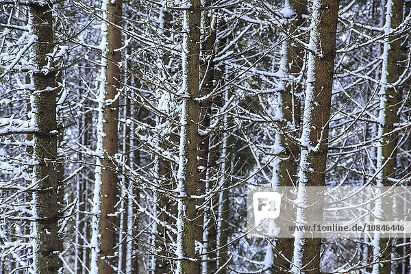 Trees covered with snow in the woods after a heavy snowfall  Masino Valley  Valtellina  Orobie Alps  Lombardy  Italy  Europe