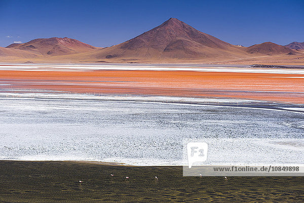 Flamingos at Red Lagoon (Laguna Colorada)  a salt lake in the Altiplano of Bolivia in Eduardo Avaroa Andean Fauna National Reserve  Bolivia  South America