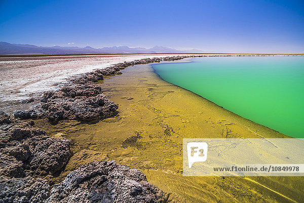 Laguna Cejar (schwimmende Salzlagune)  Atacamawüste  Nordchile  Chile  Südamerika