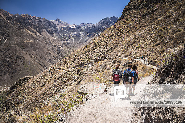 Tourist hiking the Colca Canyon trek  Peru  South America