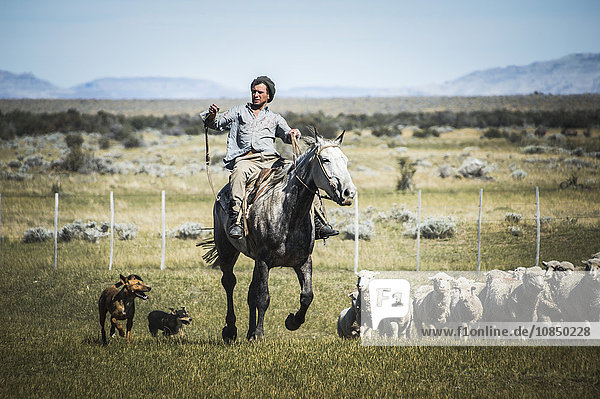 Gauchos reiten auf Pferden und treiben Schafe zusammen  El Chalten  Patagonien  Argentinien  Südamerika