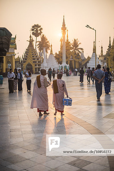 Buddhistische Nonnen in rosa Roben bei Sonnenaufgang an der Shwedagon-Pagode (Goldene Pagode)  Yangon (Rangun)  Myanmar (Burma)  Asien