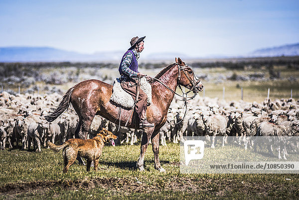 Gauchos riding horses to round up sheep  El Chalten  Patagonia  Argentina  South America