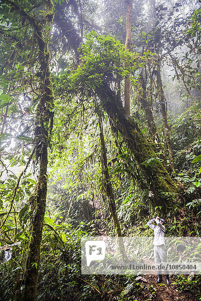 Bird watching in the Choco Rainforest  and area of Cloud Forest in the Pichincha Province  Ecuador  South America
