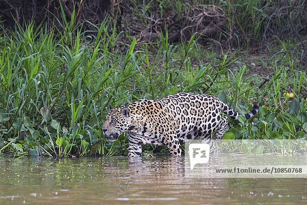 Jaguar (Panthera onca) im Wasser  Fluss Cuiaba  Pantanal  Mato Grosso  Brasilien  Südamerika