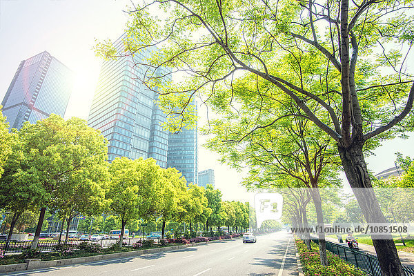 Bäume säumen die Straßen in Jianggan New Town  dem neuen Geschäftsviertel von Hangzhou City  Zhejiang  China  Asien
