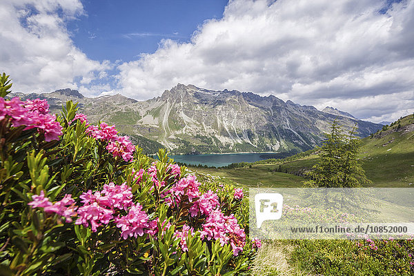 Blühende Rhododendren und im Hintergrund der blaue Alpensee  Fedoztal  Kanton Graubünden  Engadin  Schweiz  Europa