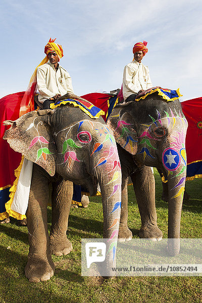 Bunte Elefanten beim Elefantenfest in Jaipur  Jaipur  Rajasthan  Indien  Asien