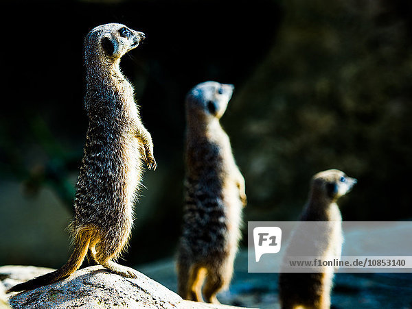 Meerkats (Suricata suricatta) in captivity  United Kingdom  Europe