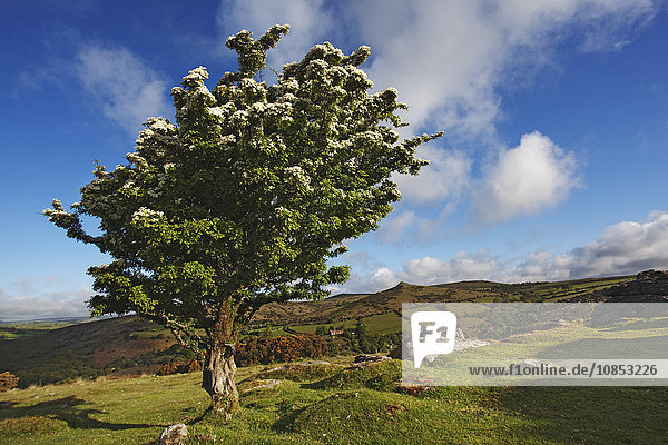 Weißdornbaum auf Bench Tor  in der Nähe von Holne  Dartmoor National Park  Devon  England  Vereinigtes Königreich  Europa
