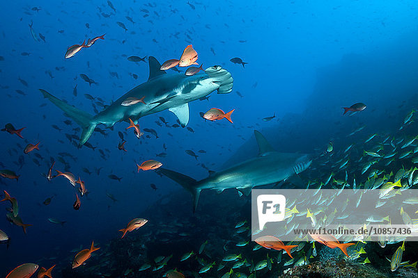 Zwei Bogenstirn-Hammerhaie  Sphyrna lewini  Cocos Island  Costa Rica  Mittelamerika  Amerika