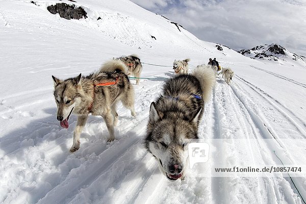 Schlittenhunde ziehen Schlitten  Grönland  Europa