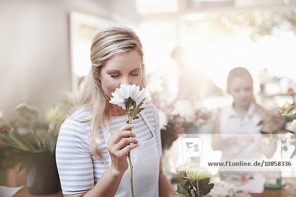 Florist riecht weiße Blume im Blumenladen
