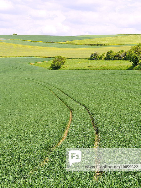 Getreidefeld mit Reifenspur,  Franken,  Bayern,  Deutschland,  Europa