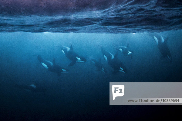 Group of orcas Orcinus orca near Andenes Andoya Norway Europe