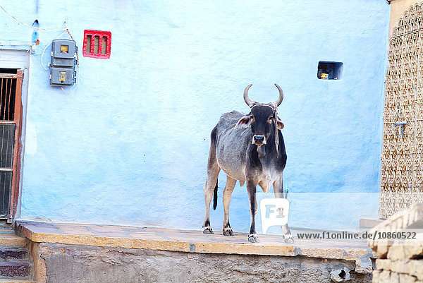 Kuh vor blauer Hausfassade,  Jaisalmer,  Rajasthan,  Indien,  Asien