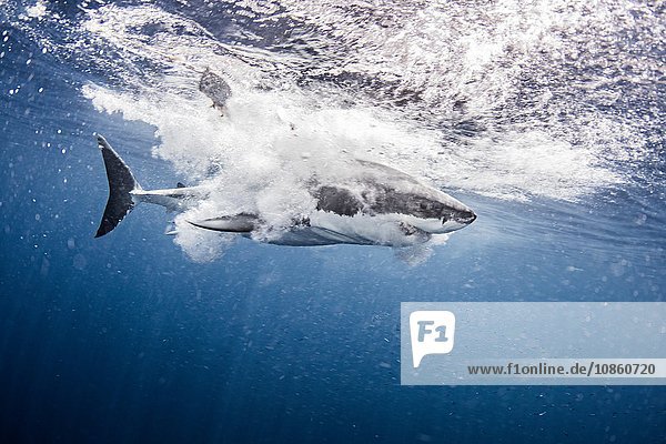 Unterwasser-Seitenansicht des im Meer plantschenden Weißen Hais