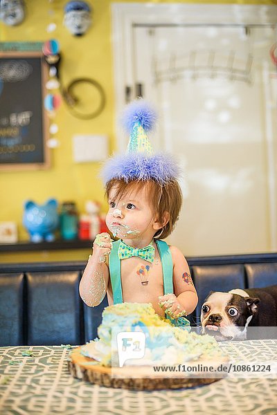 Baby boys pet dog staring at messy birthday cake on table