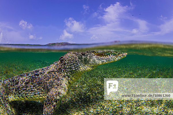 Unterwasseransicht eines Krokodils an der Meeresoberfläche  Chinchorro Banks  Mexiko