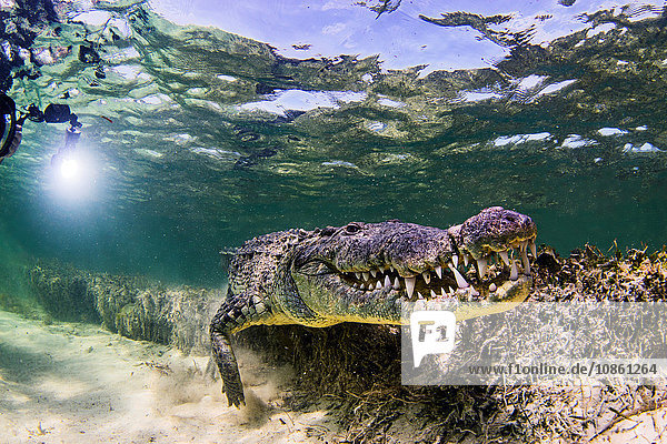 Unterwasser-Ansicht eines Krokodils auf dem Meeresboden  Chinchorro Banks  Mexiko