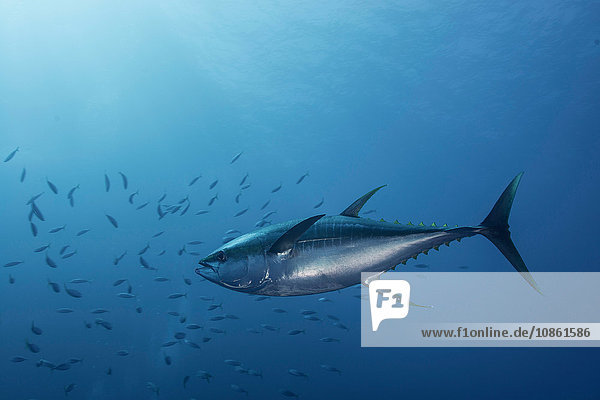 Großer Gelbflossenthun (Thunnus Albacares) startet mit erstaunlicher Geschwindigkeit in Richtung Makrelenschwarm