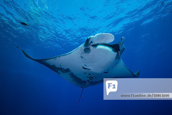 Giant Manta (Manta Birostris) gracefully glides out of deep blue to surface